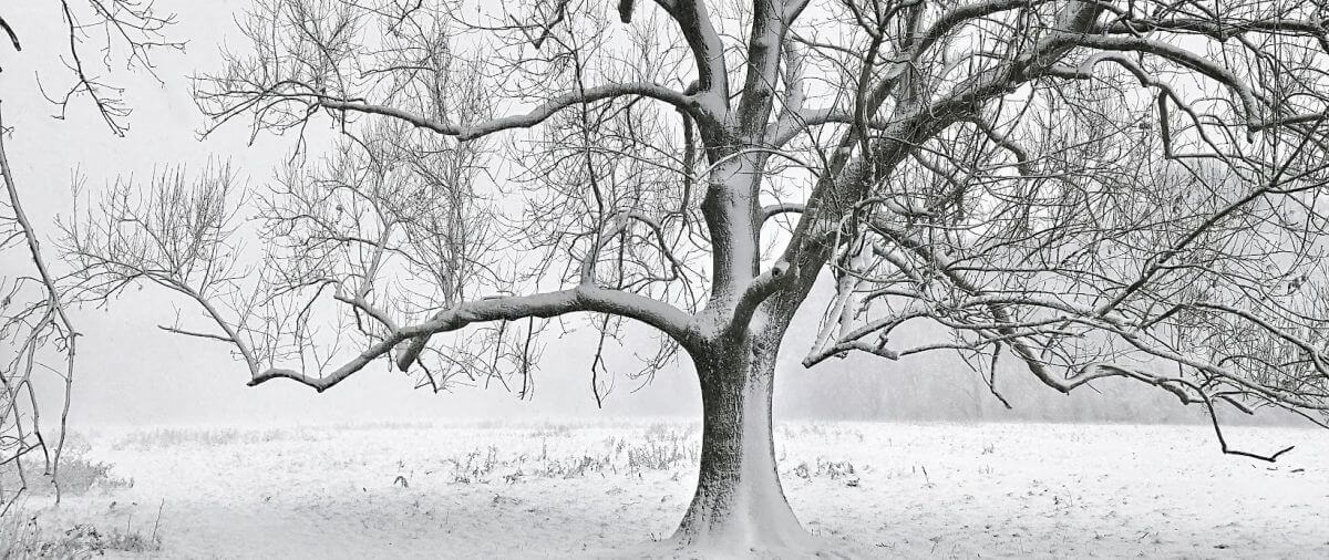Baum in Winter, in Köln